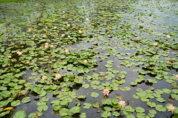 Lotos Kwiaty Stawie Morzu Lub Jeziorze Parku Narodowym Thale Noi — Zdjęcie stockowe