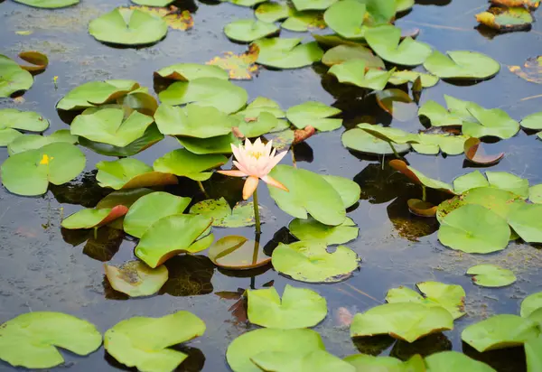 Lotus Bloemen Vijver Zee Meer Nationaal Park Thale Noi Songkhla — Stockfoto
