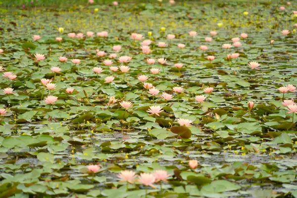 Lotus Květiny Rybníku Moře Nebo Jezero Národním Parku Thale Noi — Stock fotografie