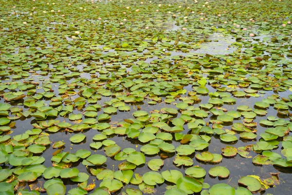 Flores Loto Estanque Mar Lago Parque Nacional Thale Noi Songkhla —  Fotos de Stock