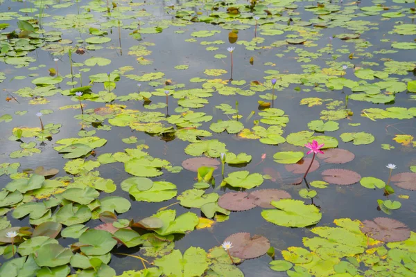 Flores Loto Estanque Mar Lago Parque Nacional Thale Noi Songkhla — Foto de Stock