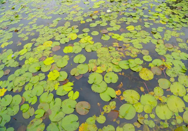 Цветы Лотоса Пруду Море Озере Национальном Парке Тале Ной Сонгкхла — стоковое фото