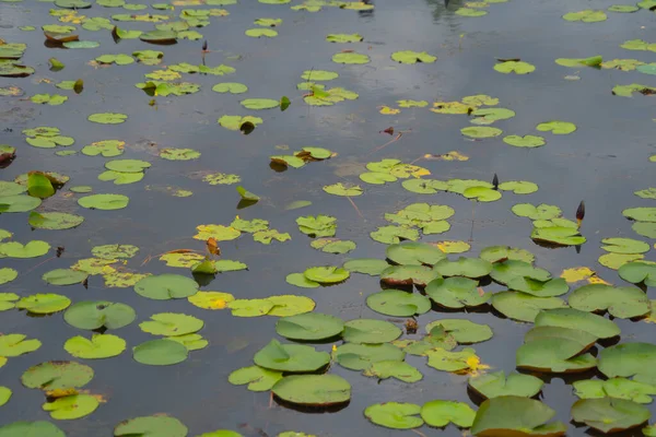 タイのタレノイ ソンクルカの国立公園の池 海または湖でロータス花 自然の風景の背景 — ストック写真