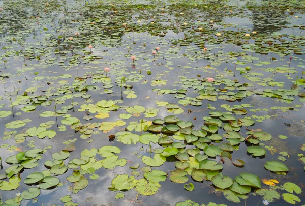 Flores Lótus Lagoa Mar Lago Parque Nacional Thale Noi Songkhla — Fotografia de Stock