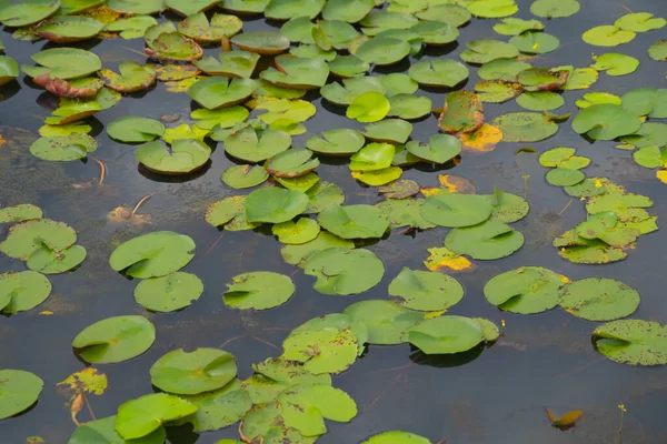 Цветы Лотоса Пруду Море Озере Национальном Парке Тале Ной Сонгкхла — стоковое фото