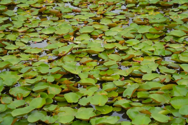タイのタレノイ ソンクルカの国立公園の池 海または湖でロータス花 自然の風景の背景 — ストック写真