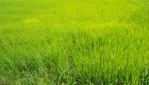 Friss Hántolatlan Rizs Zöld Mezőgazdasági Területek Vidéken Vagy Vidéken Ázsiában — Stock Fotó