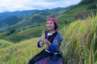 Taze çeltik pirinç terasları olan bir çiftçi kadın, Mu Cang Chai 'nin kırsal ya da kırsal kesimindeki yeşil tarım arazileri, Asya' daki dağ tepeleri vadisi, Vietnam. Doğa manzarası. İnsan yaşam tarzı.