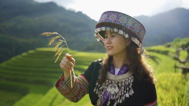 Taze çeltik pirinç terasları olan bir çiftçi kadın, Mu Cang Chai 'nin kırsal ya da kırsal kesimindeki yeşil tarım arazileri, Asya' daki dağ tepeleri vadisi, Vietnam. Doğa manzarası. İnsan yaşam tarzı.