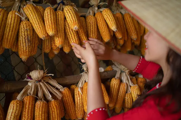 Organik çiğ mısır ya da mısır tarlasında çalışan bir çiftçi, Tayland 'dan geleneksel ekonomik bitki. Doğa geçmişi. İnsan yaşam tarzı.