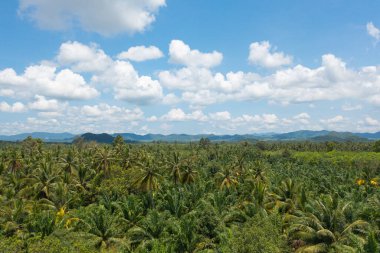 Hindistan cevizi veya palmiye ağaçlarının havadan görünüşü. Tarım çiftliği kavramı, Ratchaburi, Tayland 'da doğa manzarası geçmişi. Yiyecek ekinleri.