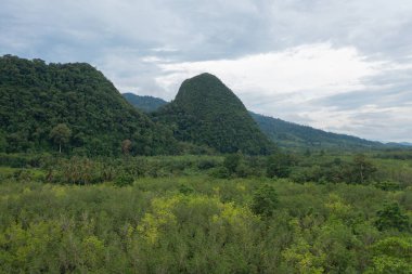 Yaz mevsiminde ulusal parktaki tropikal ormanın yukarısından yemyeşil ağaçların havadan görünüşü. Doğa manzarası. Desen dokusu arkaplanı.