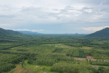 Yaz mevsiminde ulusal parktaki tropikal ormanın yukarısından yemyeşil ağaçların havadan görünüşü. Doğa manzarası. Desen dokusu arkaplanı.