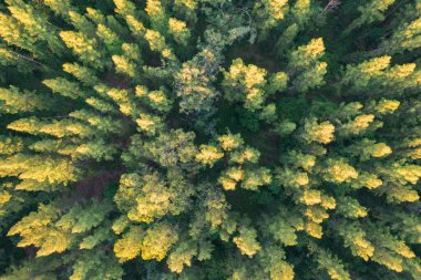 Aerial top view of lush green trees from above in tropical forest in national park in summer season. Natural landscape. Pattern texture background. clipart