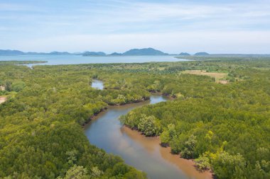 Yeşil mangrov ormanları, nehir, gölet ya da göl olan bir bahçe parkının havadan görünüşü. Doğa manzarası arka planı, Tayland.