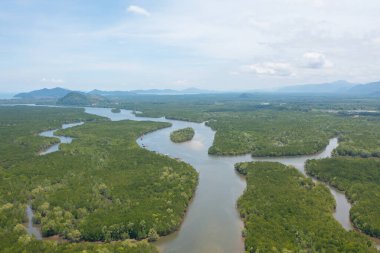 Yeşil mangrov ormanları, nehir, gölet ya da göl olan bir bahçe parkının havadan görünüşü. Doğa manzarası arka planı, Tayland.