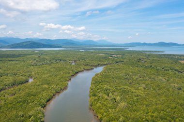 Yeşil mangrov ormanları, nehir, gölet ya da göl olan bir bahçe parkının havadan görünüşü. Doğa manzarası arka planı, Tayland.