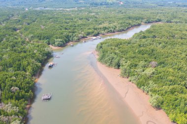 Yeşil mangrov ormanları, nehir, gölet ya da göl olan bir bahçe parkının havadan görünüşü. Doğa manzarası arka planı, Tayland.