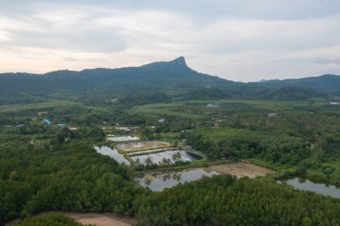 Yeşil mangrov ormanları, nehir, gölet ya da göl olan bir bahçe parkının havadan görünüşü. Doğa manzarası arka planı, Tayland.