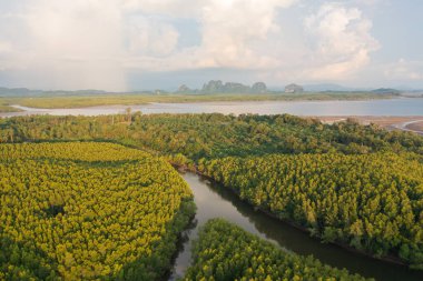 Yeşil mangrov ormanları, nehir, gölet ya da göl olan bir bahçe parkının havadan görünüşü. Doğa manzarası arka planı, Tayland.