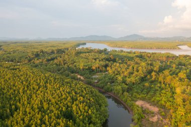 Yeşil mangrov ormanları, nehir, gölet ya da göl olan bir bahçe parkının havadan görünüşü. Doğa manzarası arka planı, Tayland.