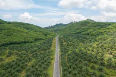 Samet Nangshe, Phang Nga 'nın havadan görünüşü yaz mevsiminde tropikal ormanların tepesinden yemyeşil ağaçlar. Doğa manzarası. Desen dokusu arkaplanı.