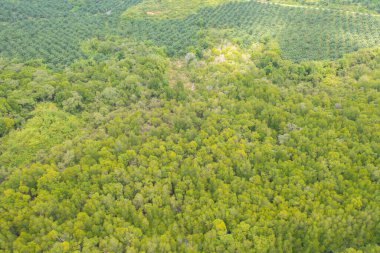 Samet Nangshe, Phang Nga 'nın havadan görünüşü yaz mevsiminde tropikal ormanların tepesinden yemyeşil ağaçlar. Doğa manzarası. Desen dokusu arkaplanı.