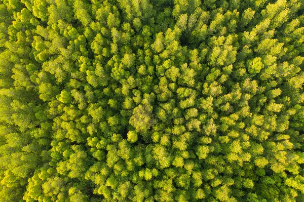 Flygfoto Över Lummiga Gröna Träd Uppifrån Tropisk Skog Nationalparken Sommarsäsongen — Stockfoto