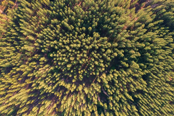 Flygfoto Över Lummiga Gröna Träd Uppifrån Tropisk Skog Nationalparken Sommarsäsongen — Stockfoto