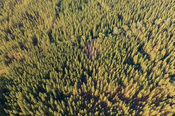 夏の国立公園で熱帯林の上から緑豊かな緑の木の空中トップビュー 自然の風景 柄の質感の背景 — ストック写真
