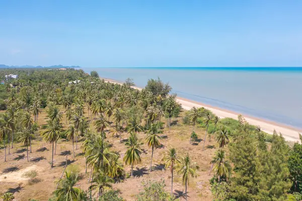 Vista Aerea Palme Cocco Con Spiaggia Sul Mare Natura Paesaggio — Foto Stock