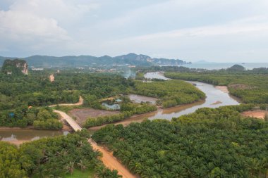 Yeşil mangrov ormanları, nehir, gölet ya da göl olan bir köprü manzarası. Doğa manzarası arka planı, Tayland.