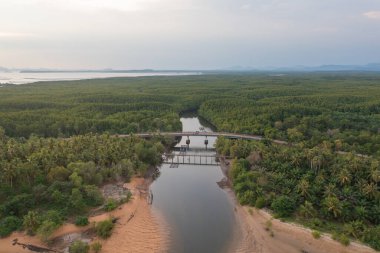 Yeşil mangrov ormanları, nehir, gölet ya da göl olan bir köprü manzarası. Doğa manzarası arka planı, Tayland.