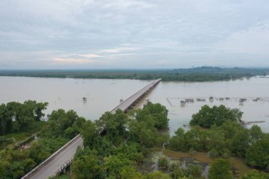 Yeşil mangrov ormanları, nehir, gölet ya da göl olan bir köprü manzarası. Doğa manzarası arka planı, Tayland.