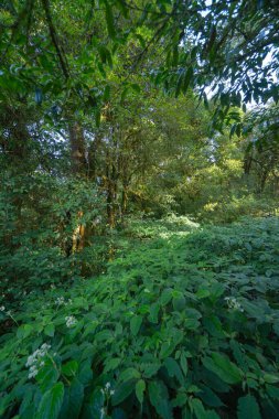 Tayland 'daki ağaç tüneli. Yaz mevsiminde bahçe parkında. Doğa manzarası arka planı.