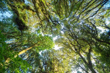 Tayland 'daki ağaç tüneli. Yaz mevsiminde bahçe parkında. Doğa manzarası arka planı.