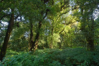 Tayland 'daki ağaç tüneli. Yaz mevsiminde bahçe parkında. Doğa manzarası arka planı.