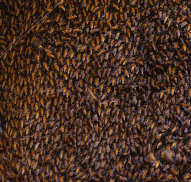 Bal arıları kovanlarda ya da bal peteğinde yaşar, kaya yarıklarının dikişlerinde. Doğal vahşi yaşam böcekleri hayvan mağaranın yolu boyunca bulundu..