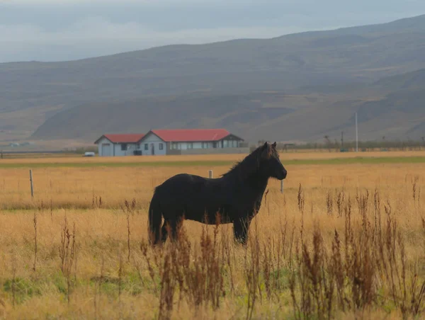 Horses Farm Iceland Summer Season Animal — Stock Photo, Image