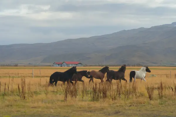 Horses Farm Iceland Summer Season Animal — Stock Photo, Image