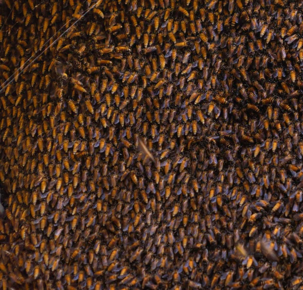 Honingbijen Leven Korf Honingraat Steek Van Rotsspleten Natuurlijke Insecten Gevonden — Stockfoto