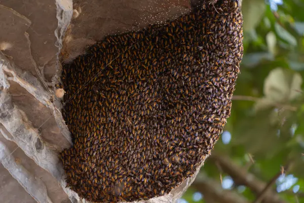Medonosné Včely Žijí Úlu Nebo Plástech Steh Skalních Puklin Přírodní — Stock fotografie
