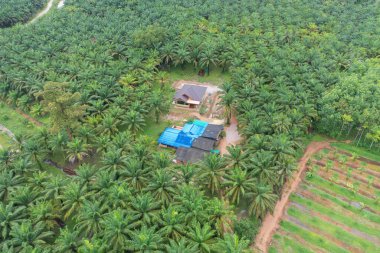 Yaz mevsiminde ulusal parktaki tropikal ormanın yukarısından yemyeşil ağaçların olduğu küçük bir evin havadan görünüşü. Doğa manzarası. Desen dokusu arkaplanı.