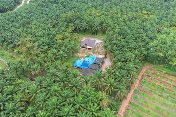 Yaz mevsiminde ulusal parktaki tropikal ormanın yukarısından yemyeşil ağaçların olduğu küçük bir evin havadan görünüşü. Doğa manzarası. Desen dokusu arkaplanı.