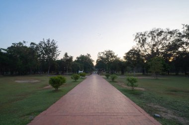 Tayland, çiftlikteki orman ağaçları. Yaz mevsiminde bahçe parkında. Doğa manzarası arka planı.