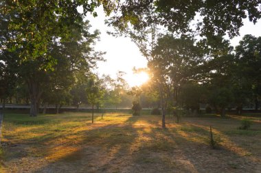 Tayland, çiftlikteki orman ağaçları. Yaz mevsiminde bahçe parkında. Doğa manzarası arka planı.