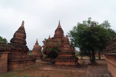 Bagan şehrinin Birmanya tapınakları balondan, orman ağaçları, Myanmar ya da Burma 'nın unesko dünya mirasından. Turizm beldesi.