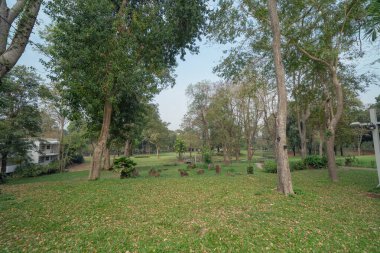 Nehir ya da göl olan fidanlıkta bir ağaç. Yaz mevsiminde bahçe parkında. Doğa manzarası arka planı.