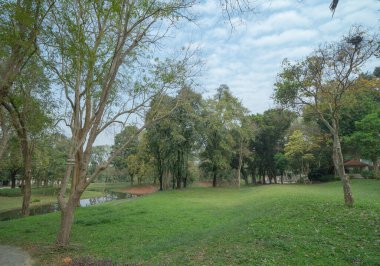 Nehir ya da göl olan fidanlıkta bir ağaç. Yaz mevsiminde bahçe parkında. Doğa manzarası arka planı.
