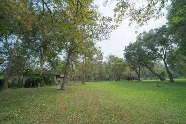 Nehir ya da göl olan fidanlıkta bir ağaç. Yaz mevsiminde bahçe parkında. Doğa manzarası arka planı.